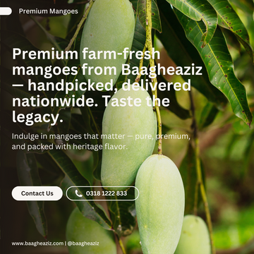 Why Baagh-e-Aziz Mangoes Are Pakistan’s Finest – Since 1962