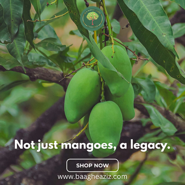 The Story Behind Baagh-e-Aziz: A Legacy of Mango Excellence Since 1962