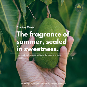 Which Mango Variety Is Perfect for You? A Guide to Sindhri, Chausa, Ratol & More