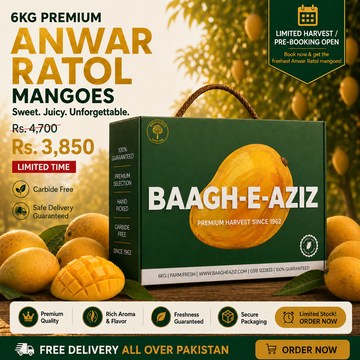 Buy Anwar Ratol Mangoes Online Pakistan | Small Sweet Mango | Baagh-e-Aziz