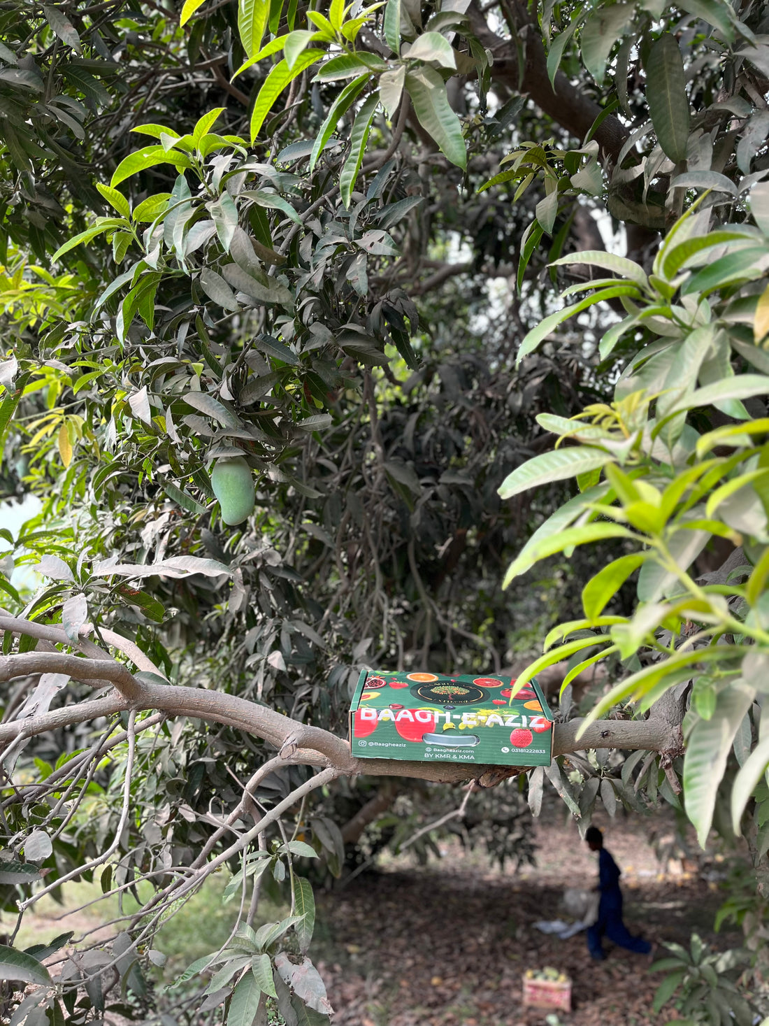 Buy Saroli Mangoes Online | Early Season Pakistani Mango | Baagh-e-Aziz